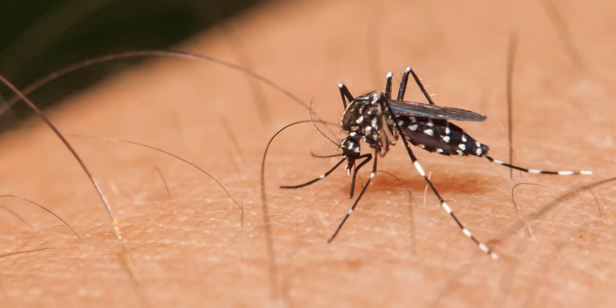 Locally acquired cases of dengue in France