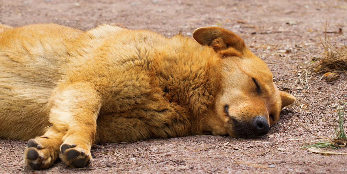 can a dog get rabies without being bitten