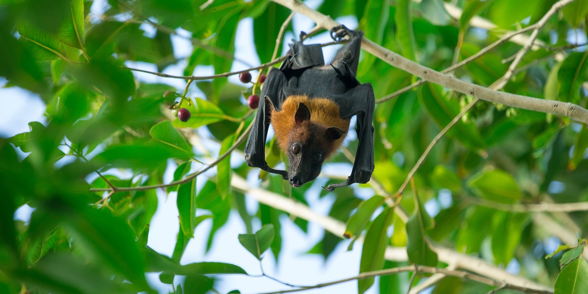 Nipah virus; information for travellers and health professionals