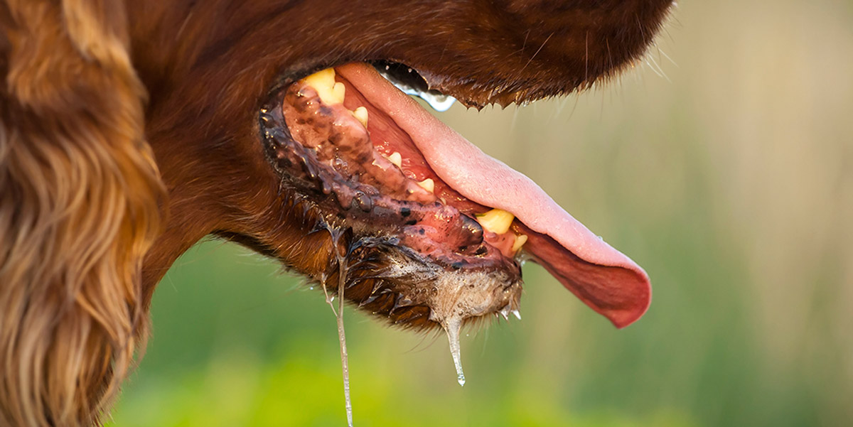 Signs of dog rabies best sale in humans