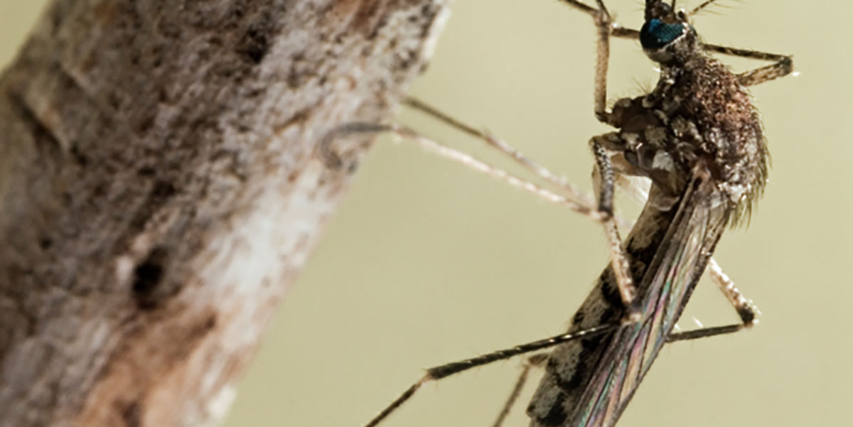 Insect bites and stings - NHS