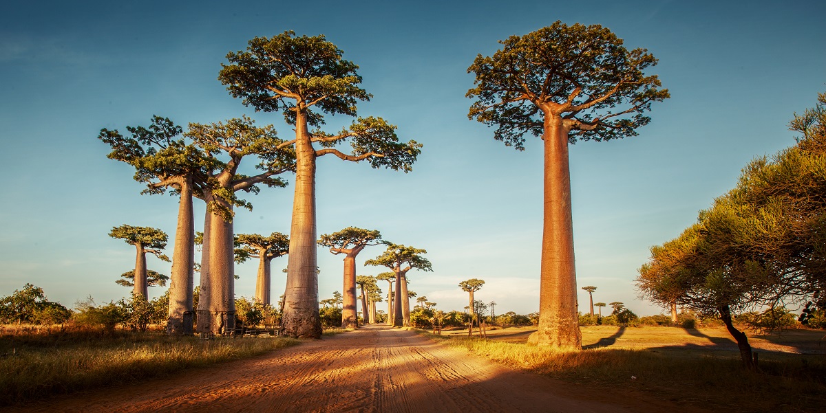 Image result for Madagascar