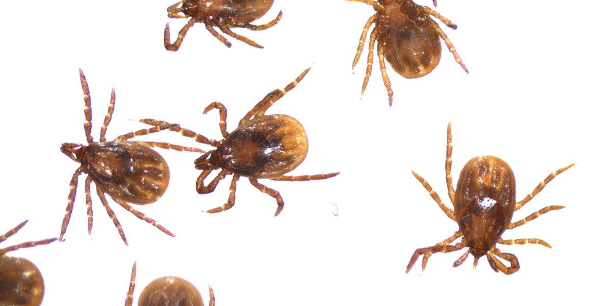 Regional insect and tick bite information